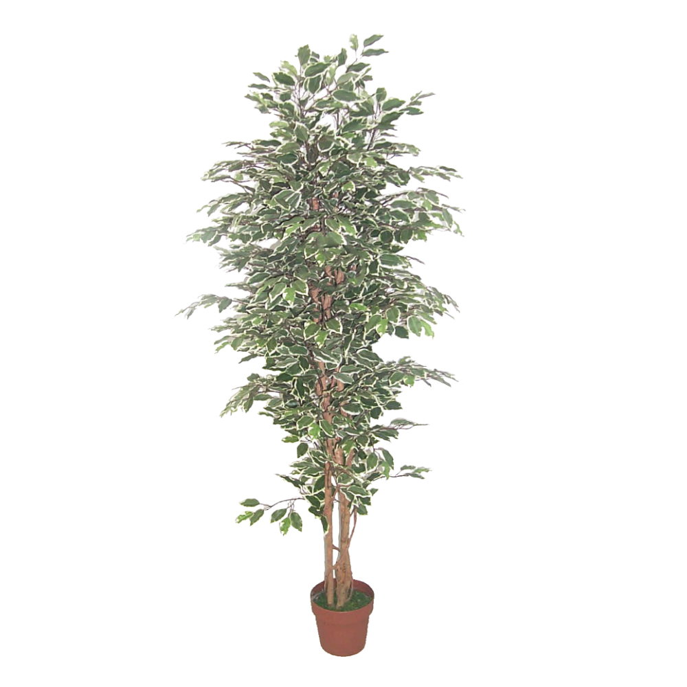 FICUS ΔΕΝΤΡΟ ΤΕΧΝΗΤΟ ΣΕ ΓΛΑΣΤΡΑ 170 POLYESTER ΠΡΑΣΙΝΟ PE/PP